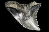 Hemipristis Shark Tooth Fossil - Virginia #96544-1